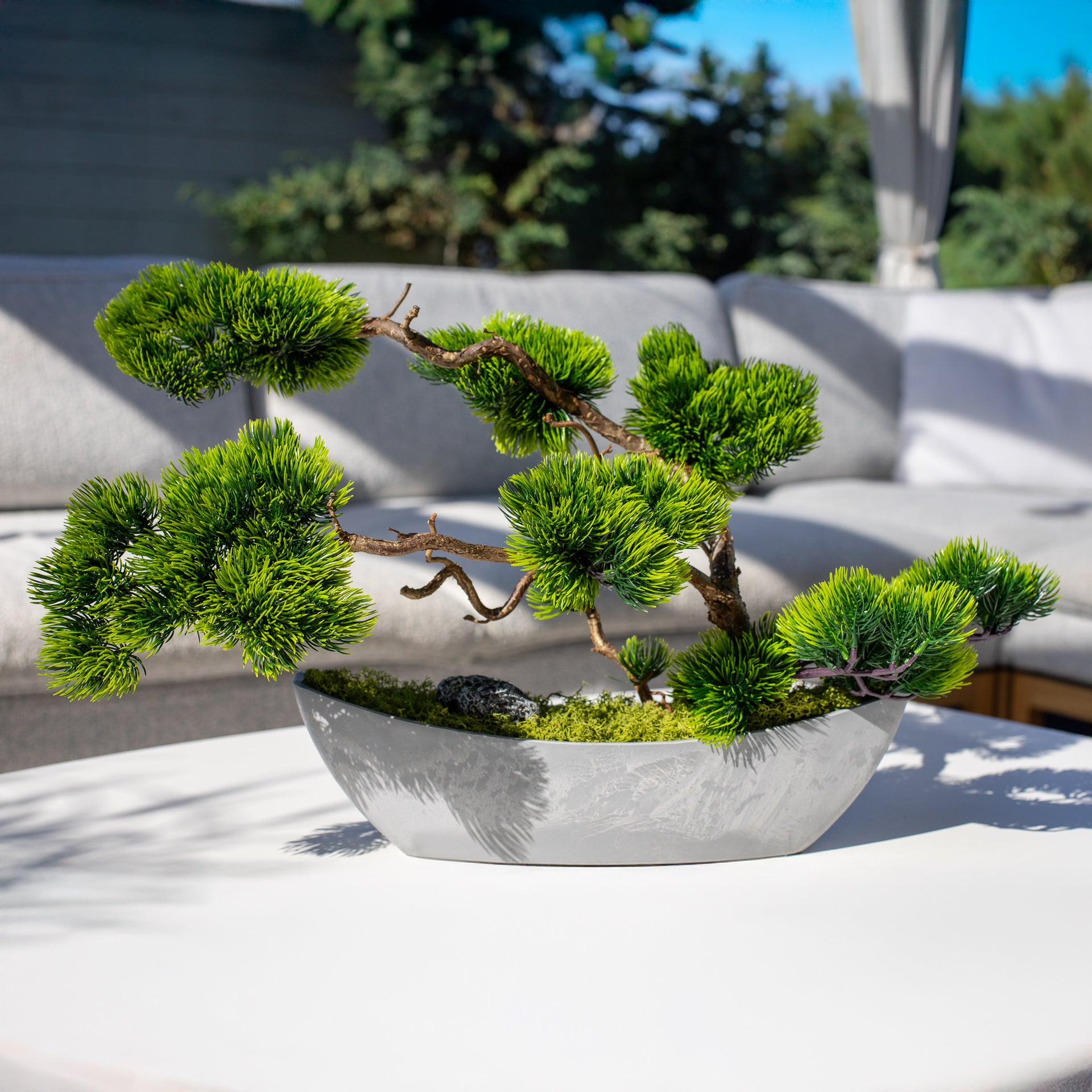 Bonsai Tree "Modern"